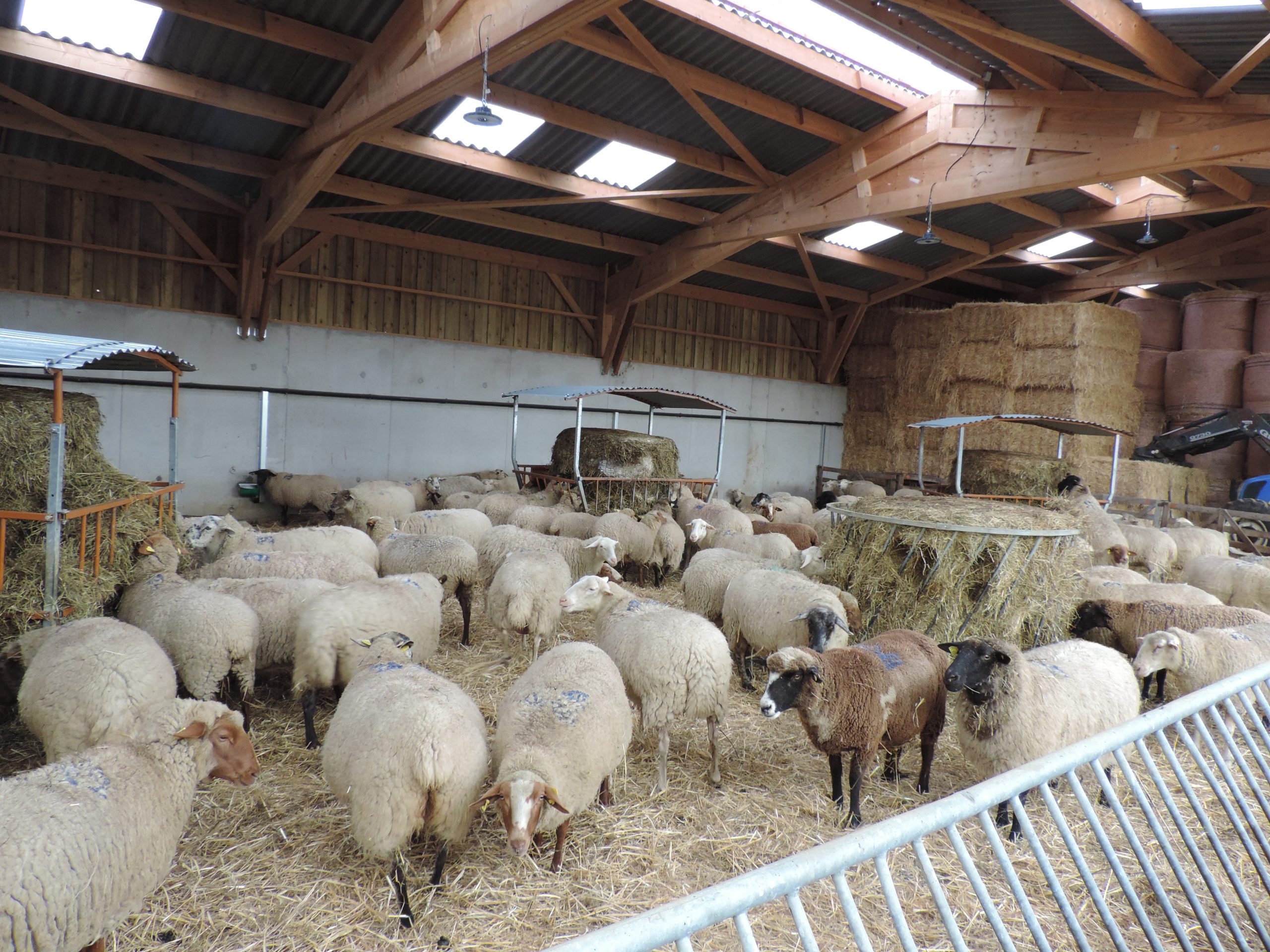 Les Brebis GAEC Buffin Beaudoin Ferme de Julia et Mathieu